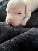 Yellow, a male Dogo Argentino for sale in Bennett, CO – 2 of 3