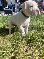 Green, a male Dogo Argentino for sale in Bennett, CO – 2 of 7