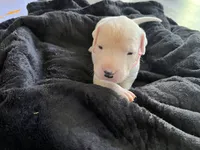 Pink, a female Dogo Argentino for sale in Bennett, CO – 3 of 3