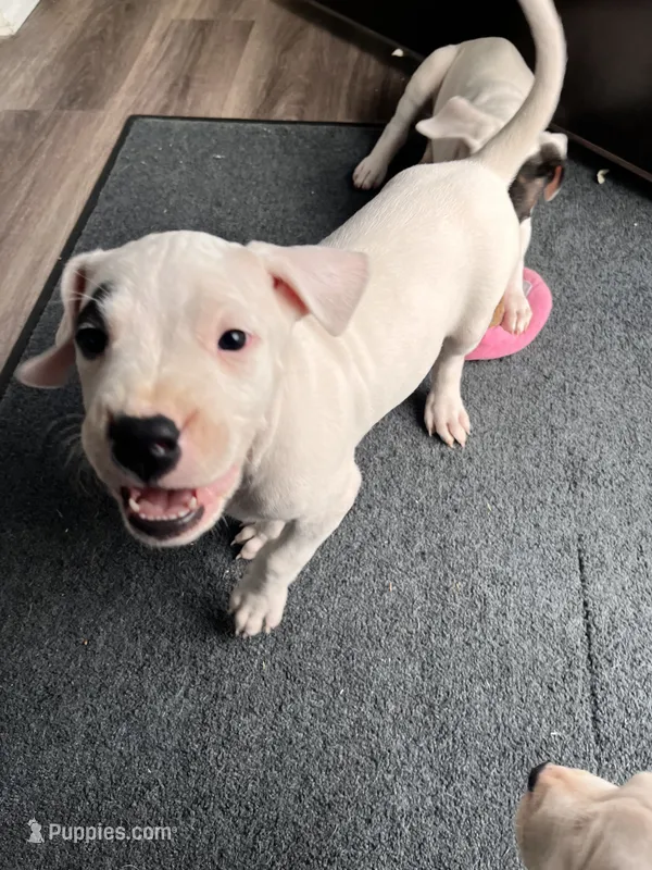 Black – Dogo Argentino puppy for sale in Bennett, CO