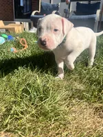 Green, a male Dogo Argentino for sale in Bennett, CO – 1 of 7