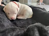 Red, a female Dogo Argentino for sale in Bennett, CO – 2 of 2