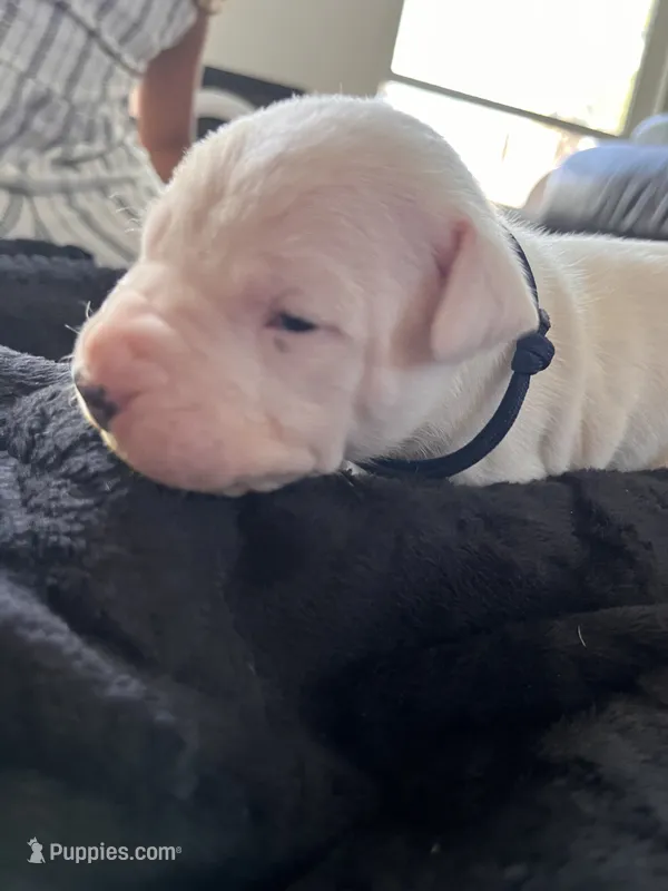 Dark blue – Dogo Argentino puppy on hold in Bennett, CO