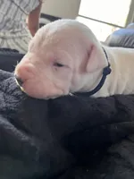 Dark blue, a male Dogo Argentino for sale in Bennett, CO – 1 of 2