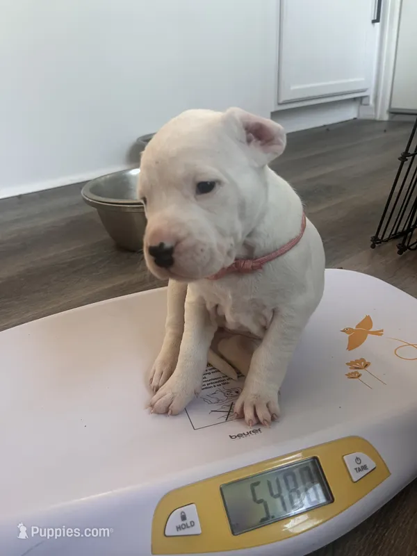 Pink – Dogo Argentino puppy for sale in Bennett, CO