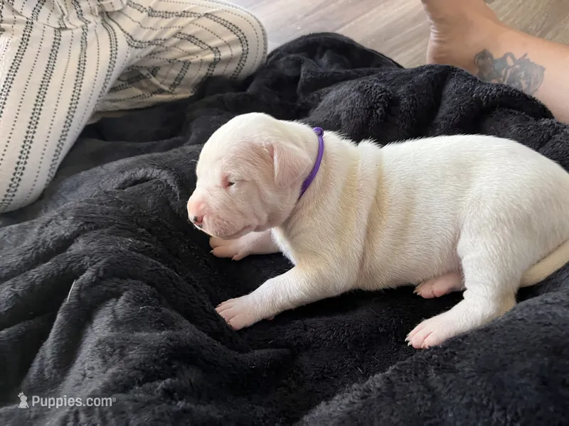 Purple  – Dogo Argentino puppy for sale in Bennett, CO