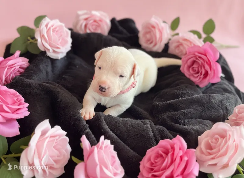 Pink – Dogo Argentino puppy for sale in Bennett, CO