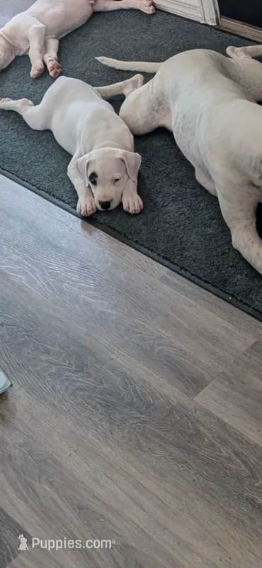 Black – Dogo Argentino puppy for sale in Bennett, CO
