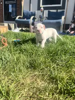 Green, a male Dogo Argentino for sale in Bennett, CO – 3 of 7