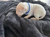 Blue , a male Dogo Argentino for sale in Bennett, CO – 2 of 2
