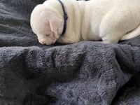 Dark blue, a male Dogo Argentino for sale in Bennett, CO – 2 of 2