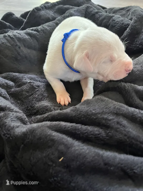 Blue  – Dogo Argentino puppy for sale in Bennett, CO