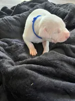 Blue , a male Dogo Argentino for sale in Bennett, CO – 1 of 2