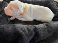 Yellow, a male Dogo Argentino for sale in Bennett, CO – 3 of 3