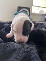 Teal, a male Dogo Argentino for sale in Bennett, CO – 2 of 2