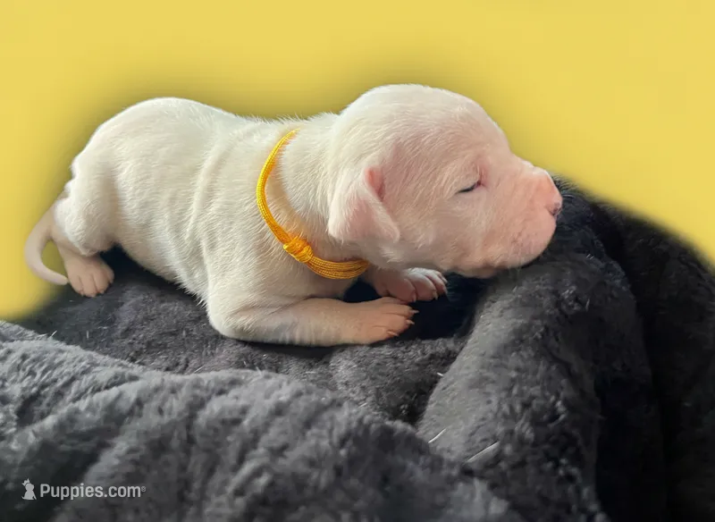 Yellow – Dogo Argentino puppy for sale in Bennett, CO