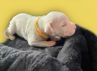 Yellow, a male Dogo Argentino for sale in Bennett, CO – 1 of 3