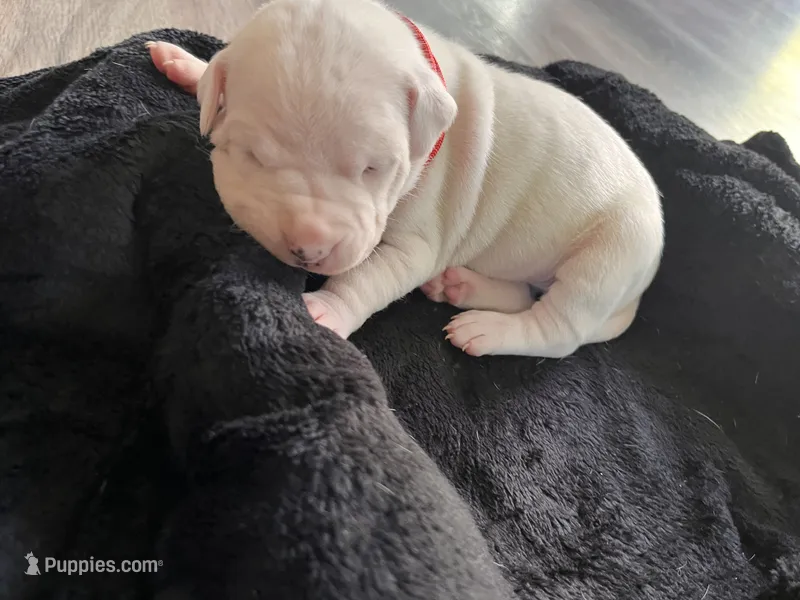 Red – Dogo Argentino puppy for sale in Bennett, CO