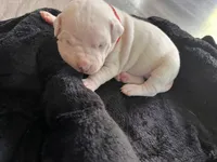 Red, a female Dogo Argentino for sale in Bennett, CO – 1 of 2