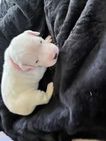 Pink, a female Dogo Argentino for sale in Bennett, CO – 2 of 3