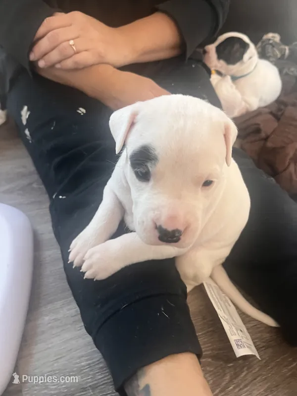 Black – Dogo Argentino puppy for sale in Bennett, CO