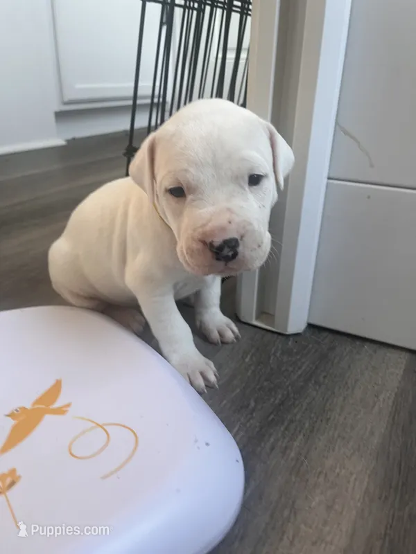 Yellow – Dogo Argentino puppy for sale in Bennett, CO
