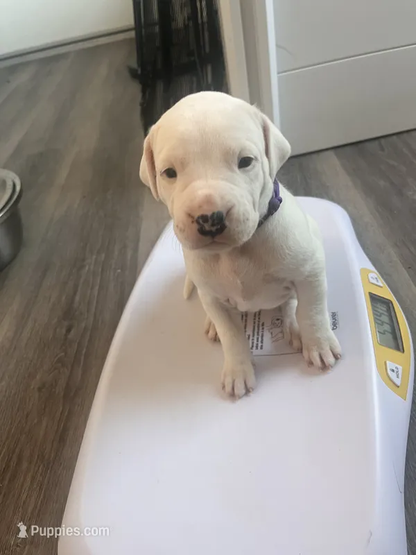 Purple  – Dogo Argentino puppy for sale in Bennett, CO