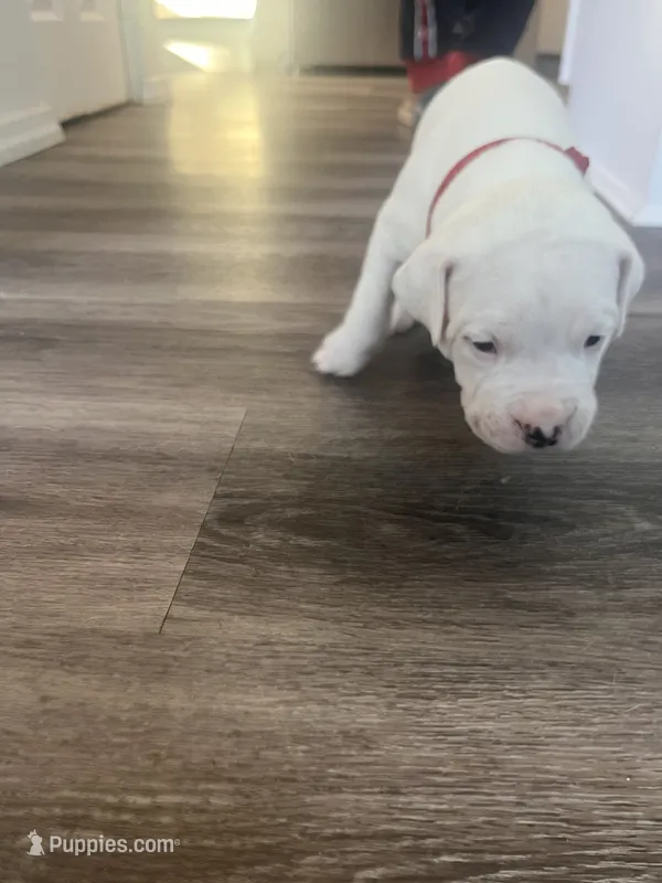 Red – Dogo Argentino puppy for sale in Bennett, CO