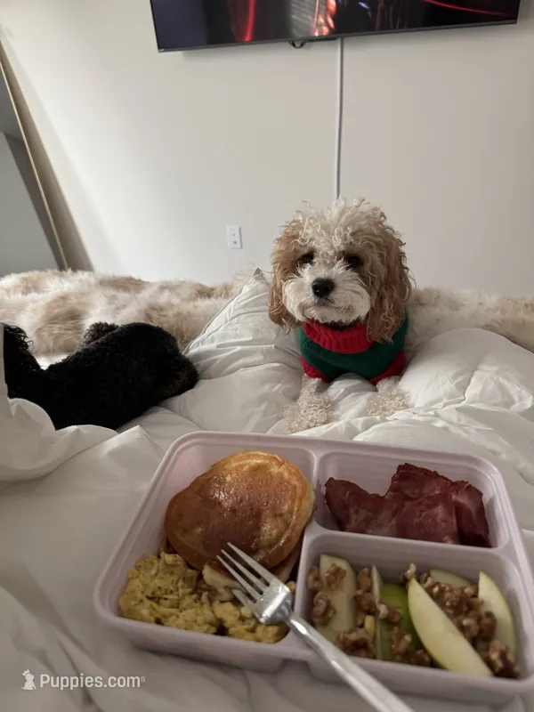 Prince  – Cavapoo puppy for sale in Charlotte, NC
