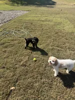 Prince , a male Cavapoo for sale in Charlotte, NC – 3 of 3