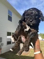 Bobbi, a female Cavapoo for sale in Charlotte, NC – Photo 5 of 5