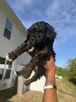 Bobbi, a female Cavapoo for sale in Charlotte, NC – Photo 3 of 5