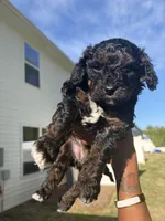 Bobbi, a female Cavapoo for sale in Charlotte, NC – Photo 1 of 5