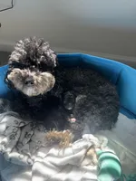 Bobbi, a female Cavapoo for sale in Charlotte, NC – Photo 3 of 4