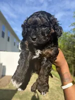 Bobbi, a female Cavapoo for sale in Charlotte, NC – Photo 4 of 4