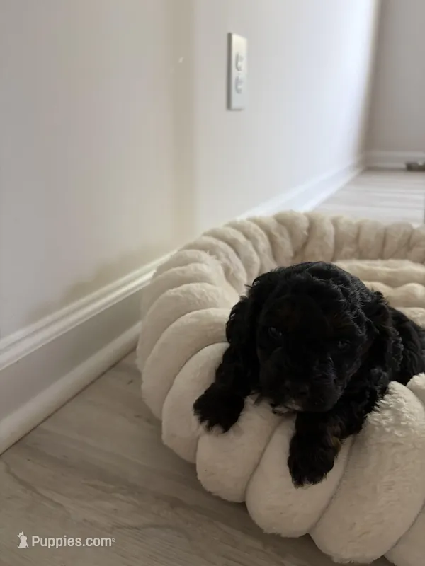 Bobbi – Cavapoo puppy for sale in Charlotte, NC
