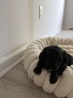 Bobbi, a female Cavapoo for sale in Charlotte, NC – Photo 1 of 4