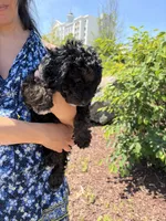 Bobbi, a female Cavapoo for sale in Charlotte, NC – 1 of 2