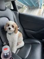 Prince , a male Cavapoo for sale in Charlotte, NC – 2 of 3