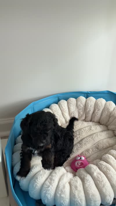 Bobbi, a female Cavapoo for sale in Charlotte, NC – 2 of 2
