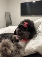 Rose , a female Poodle - Toy  for sale in Charlotte, NC – Photo 4 of 5