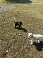 Rose , a female Poodle - Toy  for sale in Charlotte, NC – Photo 5 of 5