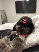 Rose , a female Poodle - Toy  for sale in Charlotte, NC – Photo 3 of 5