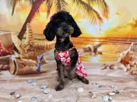 Rose , a female Poodle - Toy  for sale in Charlotte, NC – Photo 1 of 5