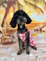 Rose , a female Poodle - Toy  for sale in Charlotte, NC – Photo 2 of 5