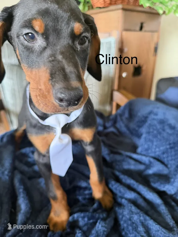 Clinton – Doberman Pinscher puppy for sale in Chillicothe, OH
