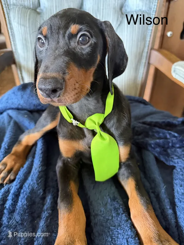 Wilson – Doberman Pinscher puppy for sale in Chillicothe, OH