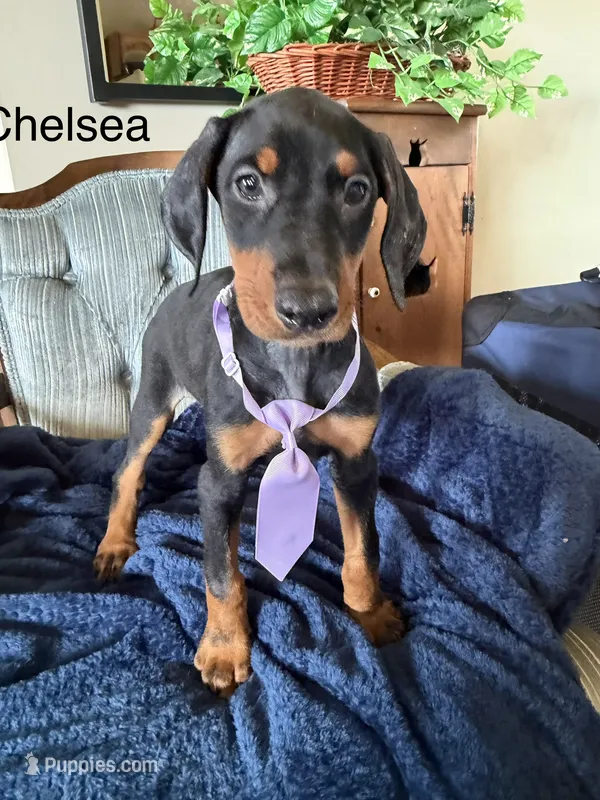 Chelsea – Doberman Pinscher puppy for sale in Chillicothe, OH