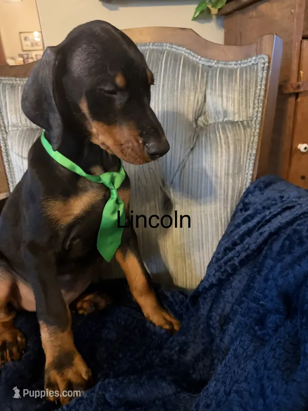 Lincoln – Doberman Pinscher puppy for sale in Chillicothe, OH