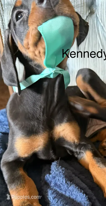 Kennedy – Doberman Pinscher puppy for sale in Chillicothe, OH